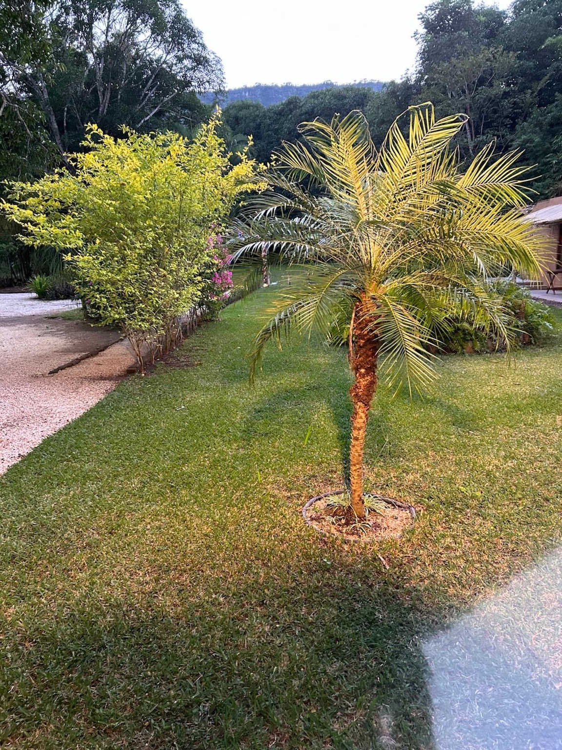 Jardín con palmera